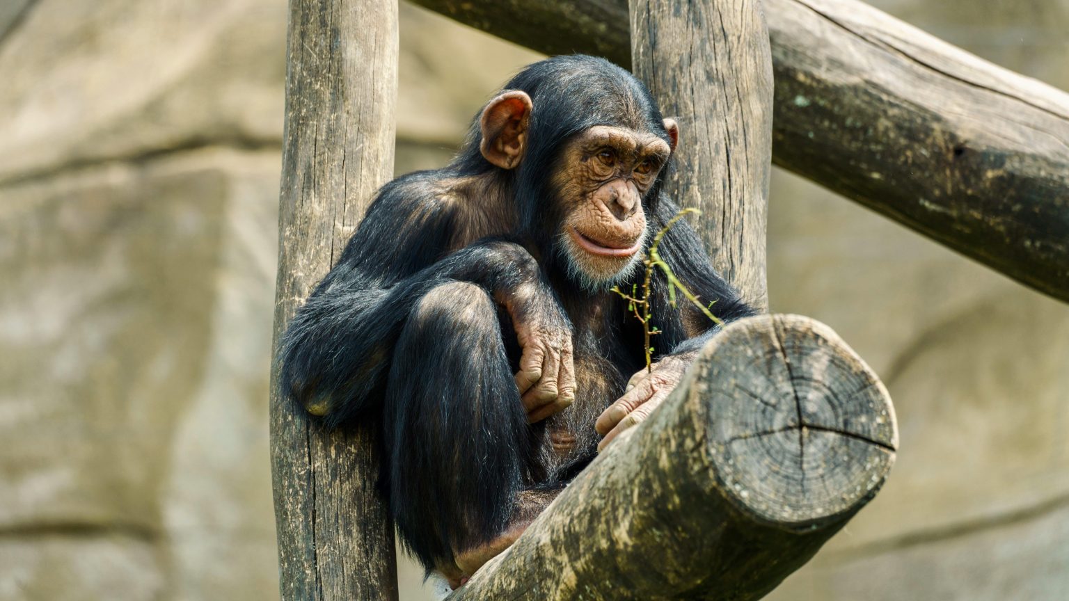 Insecurity, Rituals, Illegal Mining, and Deforestation: Threats to Apes ...