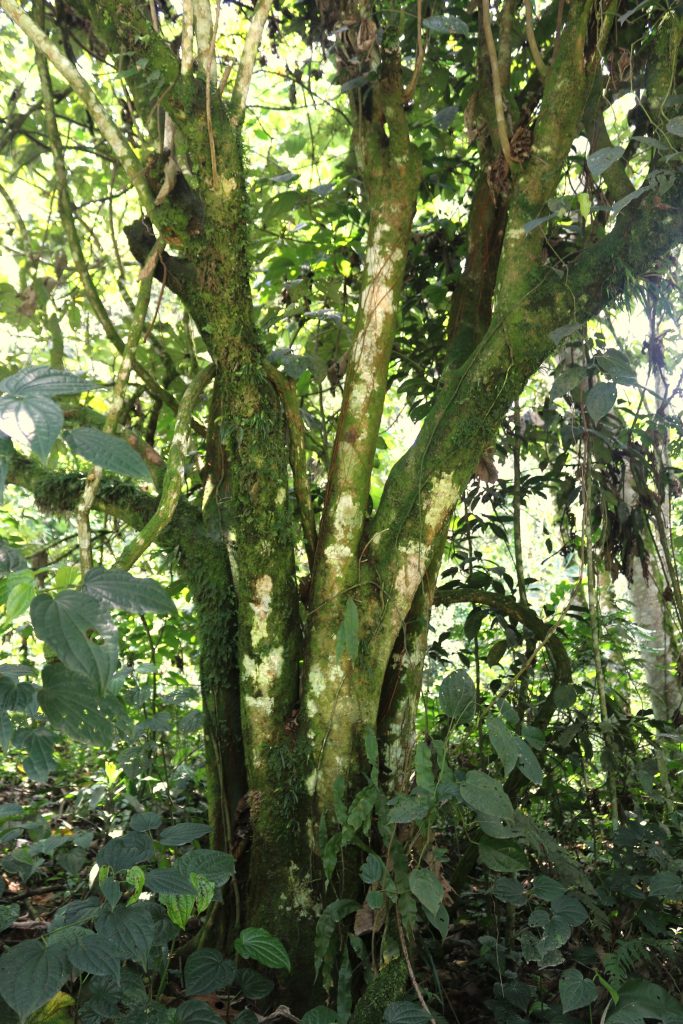 Uganda's Batwa conservation refugees champion gorilla conservation ...
