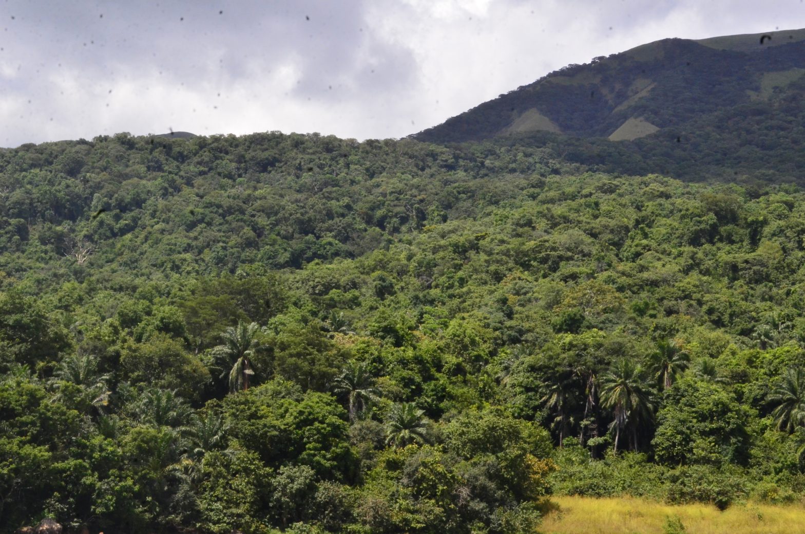 How Deforestation, Aid Cuts, and a Looming Health Crisis are Silencing ...